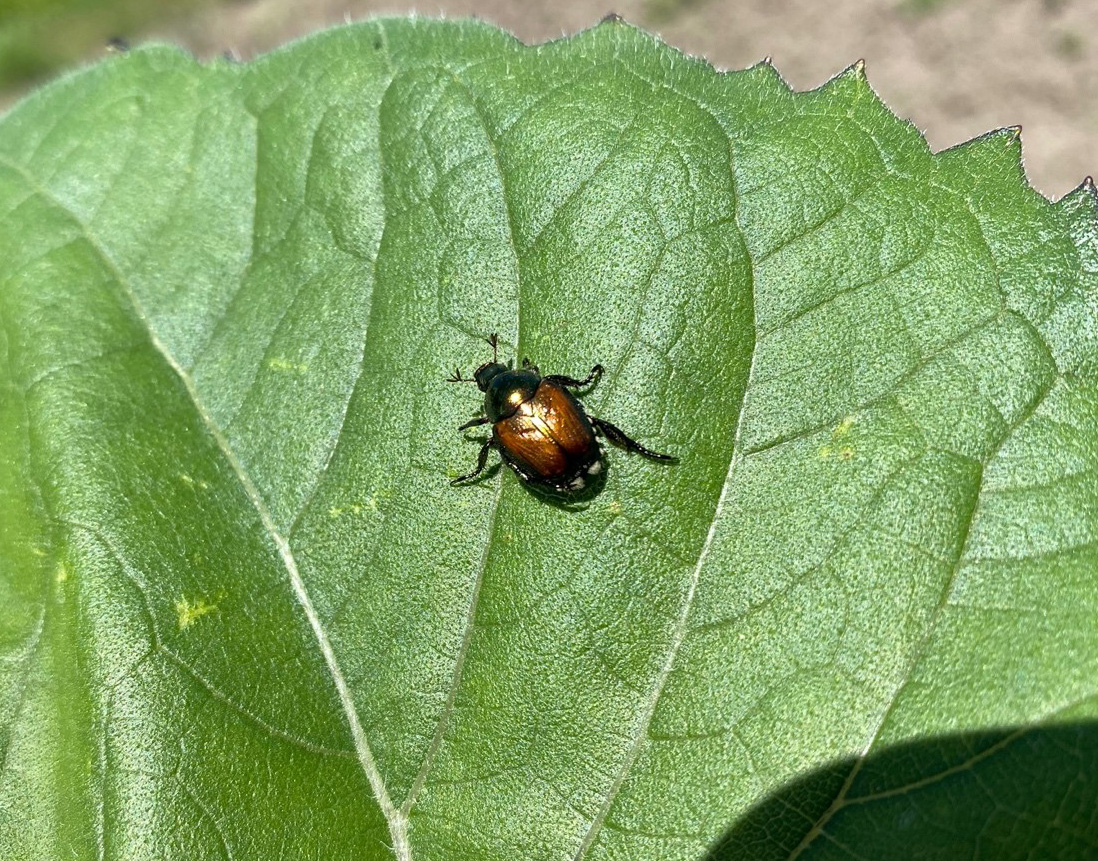 Japanese beetle on leaf